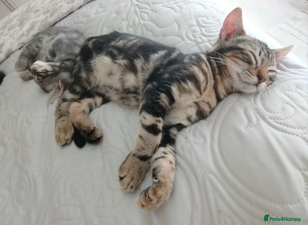 Bengal cats for sale: 3/4 Bengal Kittens | 2 LEFT! - Advert 2