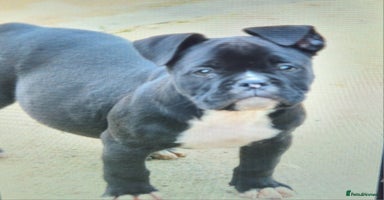 American Bully dogs - Advert 11