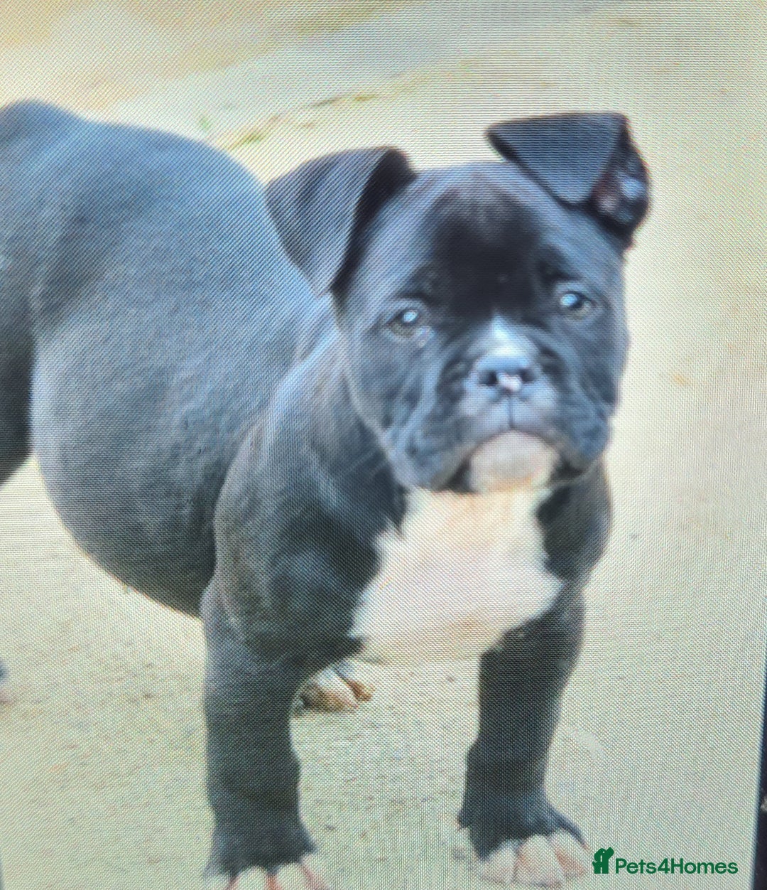American Bully dogs for sale: Exotic American bully pups blood lines of bitcoin  - Image 2