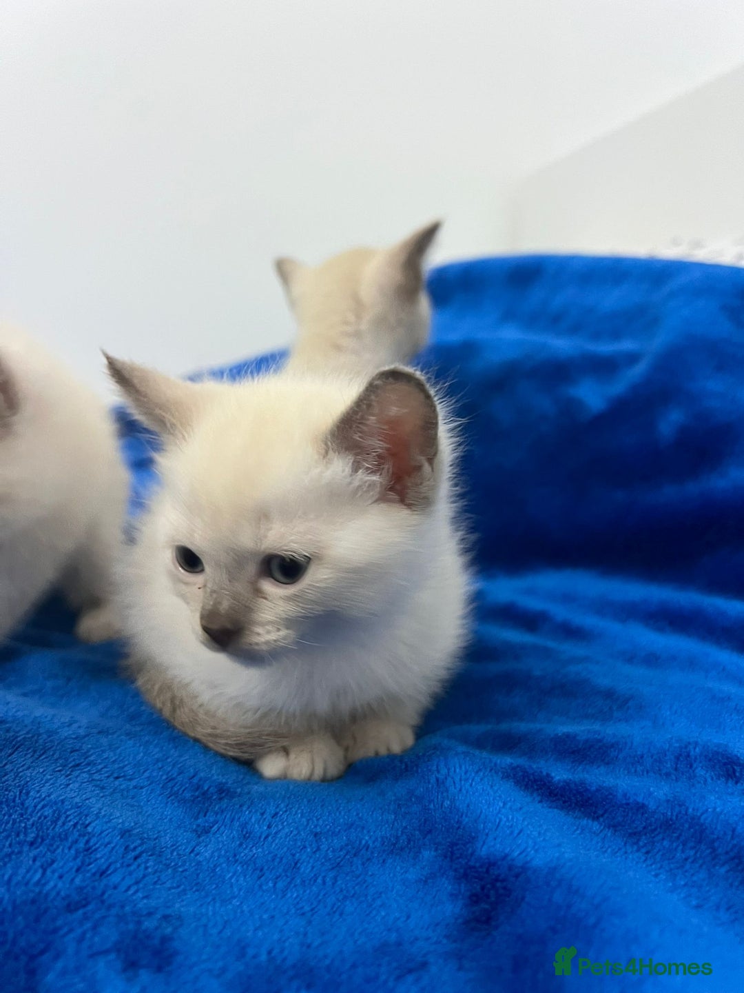 Mixed Breed cats for sale: Lovely Tonkinese(Burmese/Siamese) - Advert 6