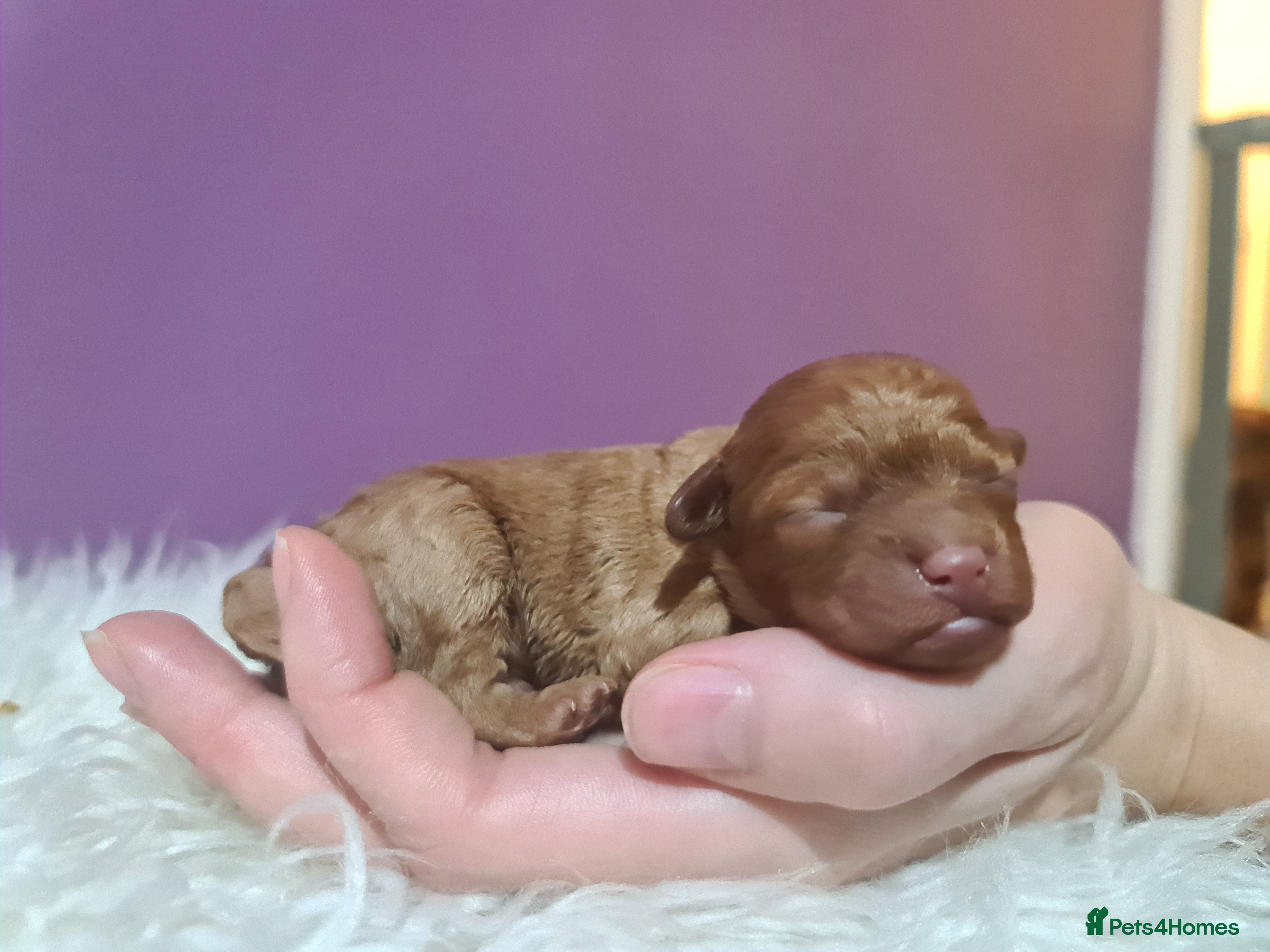 Toy Poodle dogs Last one beautiful toy poodle  - Advert 10