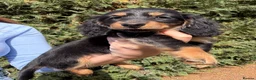 Miniature Dachshund dogs for sale: READY NOW KC Long-Haired Miniature Dachshund girl - Advert 8