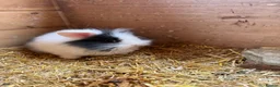 Mini Lion Lop rabbits for sale: Baby Rabbits for sale  - Advert 16