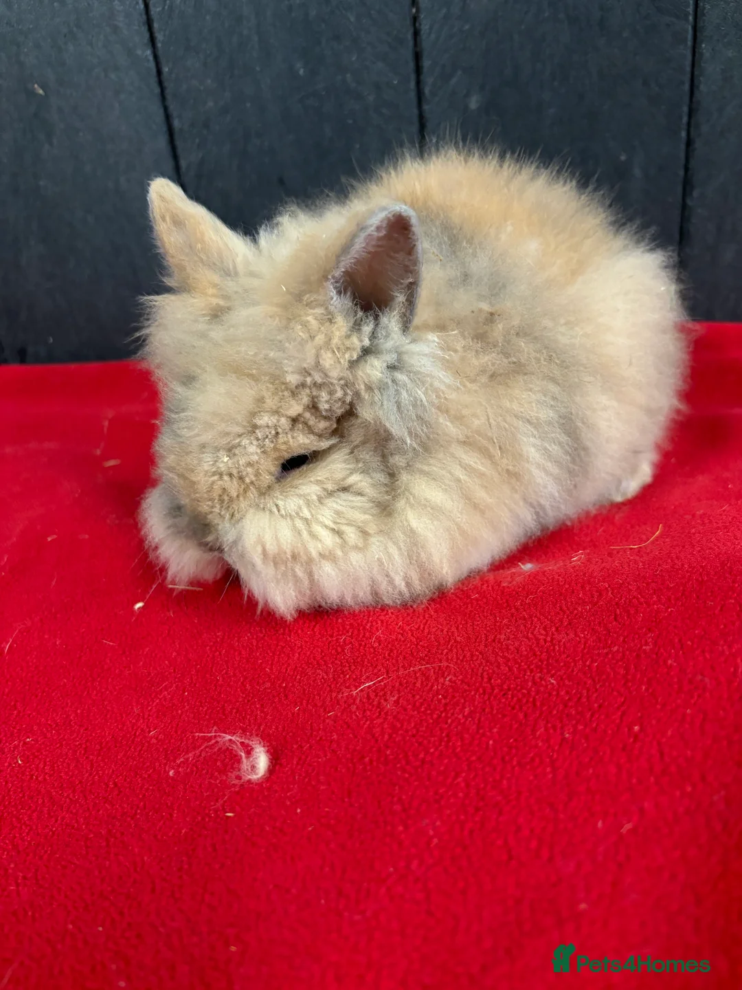 Mini Lop rabbits for sale: Stunning female mini lops  - Advert 4