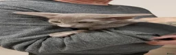 Oriental cats for sale: FULL Pedigree Oriental XL size ears GCCF1380 - Advert 10