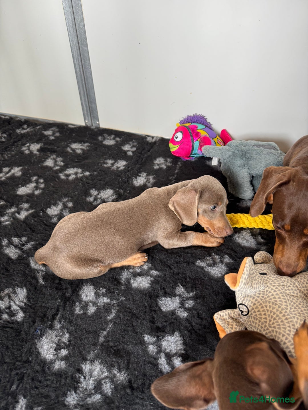 Miniature Dachshund dogs for sale: Miniature Dachsund puppies (licensed breeder) - Image 2
