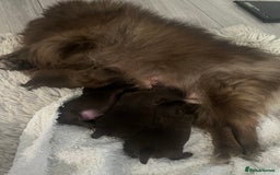 Pomeranian dogs for sale: 4 beautiful Russian toy Pom puppies - Image 5