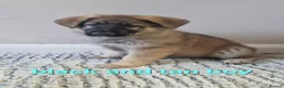 German Shepherd dogs for sale: READY TO GO!! 2 male german shepherds - Advert 3