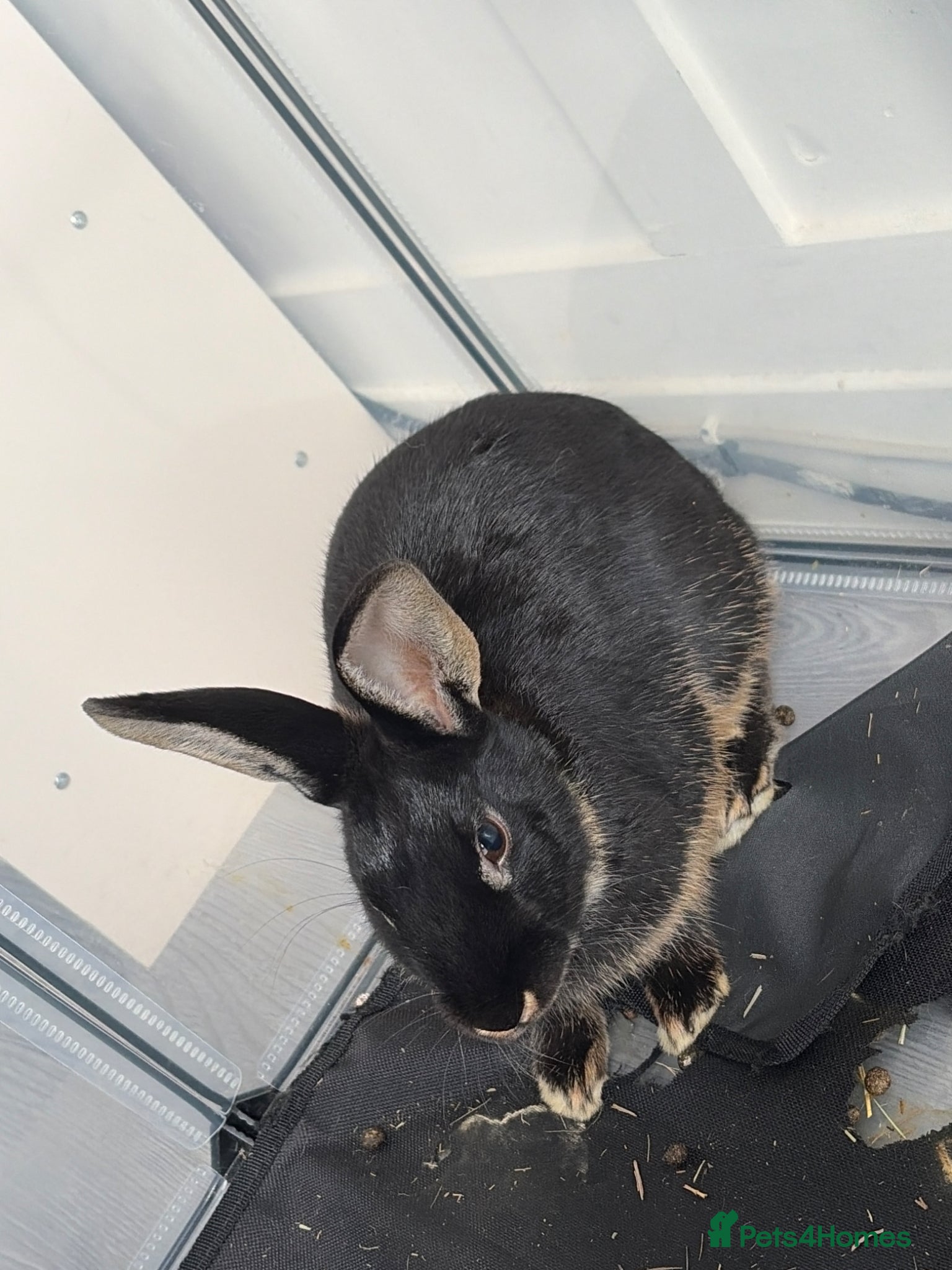 Mixed Breed rabbits for sale: 5 month old male rabbit  - Advert 1