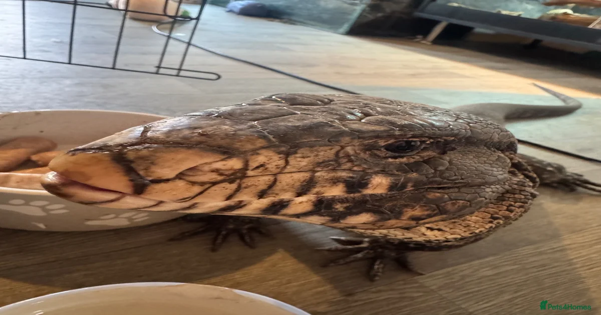 Lizard Reptiles for sale | Pets4Homes