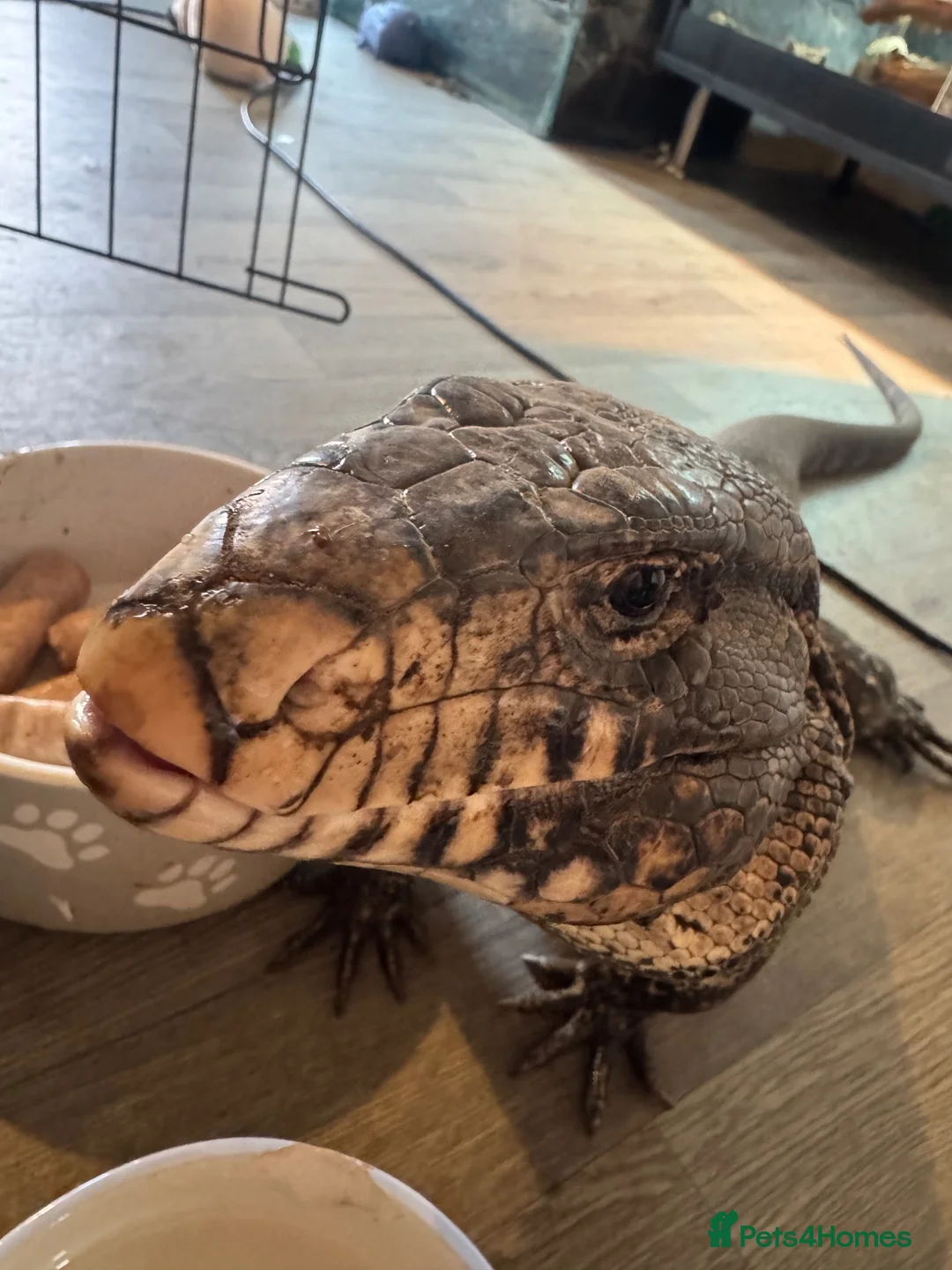 Lizard reptiles for sale: Tegu for sale - Advert 1