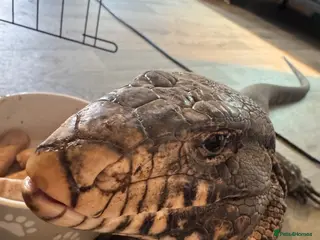 Lizard reptiles Tegu for sale - Advert 1