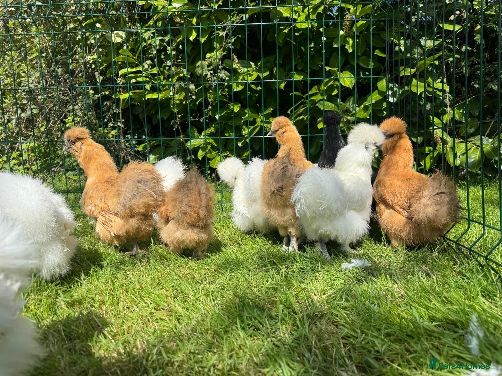 Chickens poultry Silkie hens - Advert 2