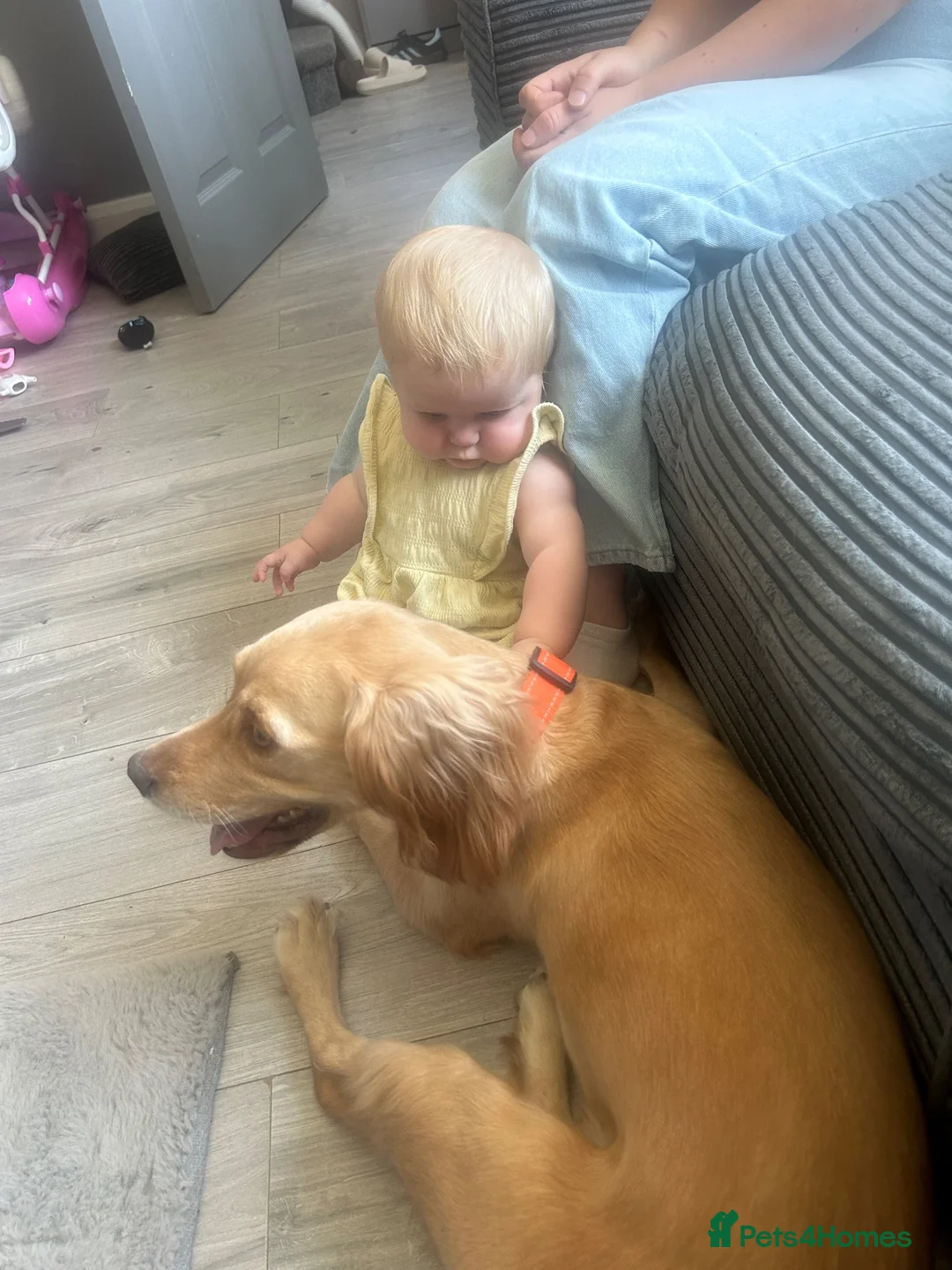 Cocker Spaniel dogs for sale: Lola ❤️ in Barnsley - Advert 2