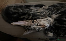 Mixed Breed cats for sale: Cute and playful kitties  - Image 11