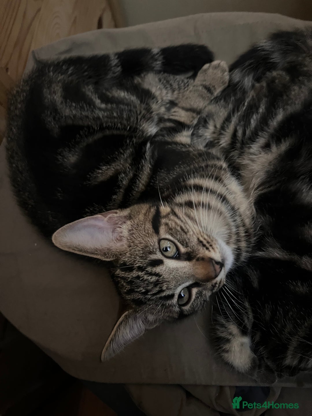 Mixed Breed cats for sale: Cute and playful kitties  - Image 11