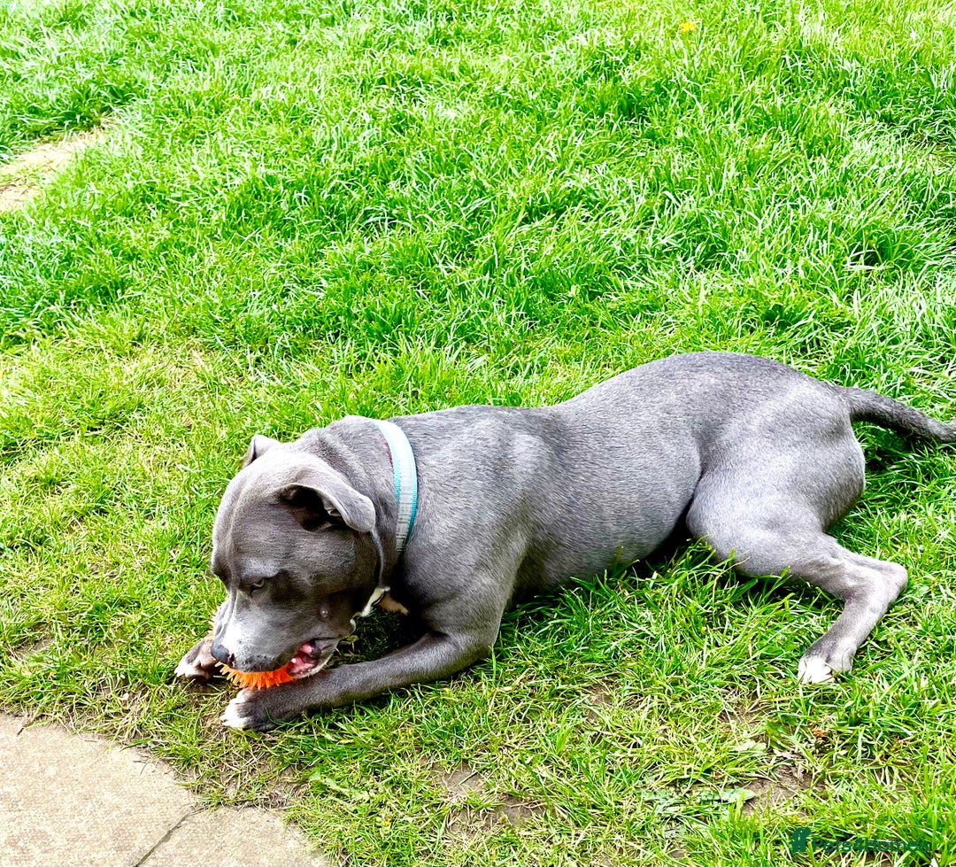 Staffordshire Bull Terrier dogs for stud: Staffordshire Bull Terrier in Ipswich - Advert 2