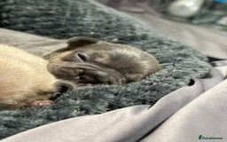 French Bulldog dogs for sale: Well bred French Bulldog Puppies  - Image 13