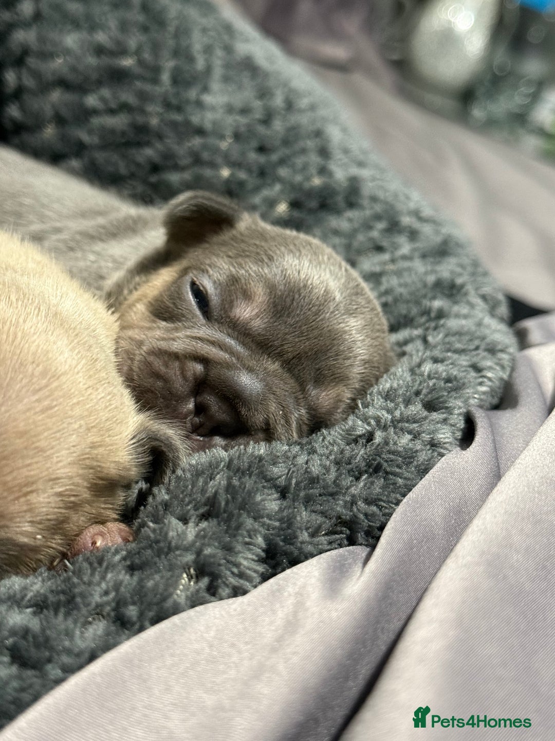 French Bulldog dogs for sale: Well bred French Bulldog Puppies  - Image 13