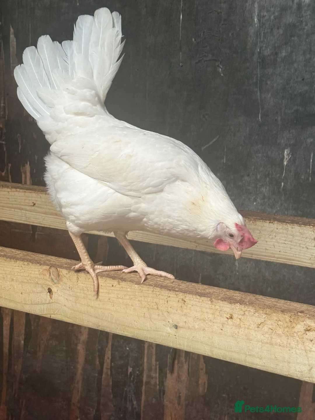 Chickens poultry for sale: White star leghorn - Advert 2