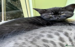 British Shorthair cats for sale: British blue / Scottish striaght kittens  - Image 24