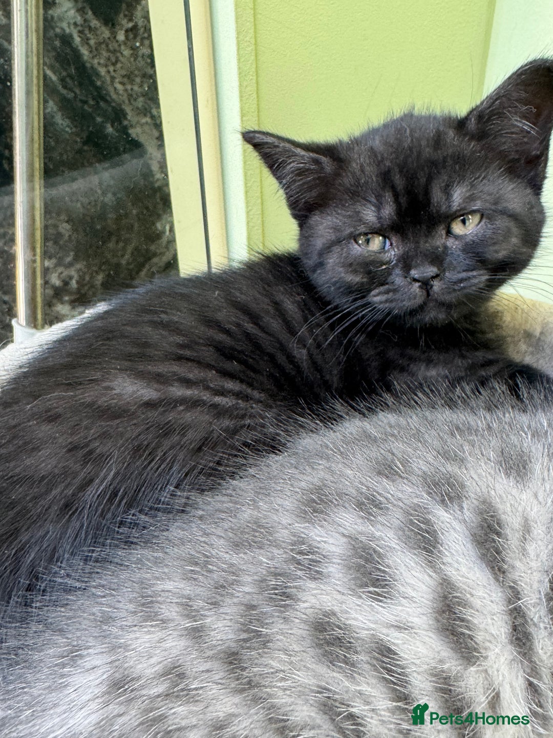 British Shorthair cats for sale: British blue / Scottish striaght kittens  - Image 24