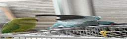 Ringnecks birds for sale: Ringneck Friendly  for sale in Heckmondwike - Advert 3
