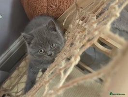British Shorthair cats - Advert 8
