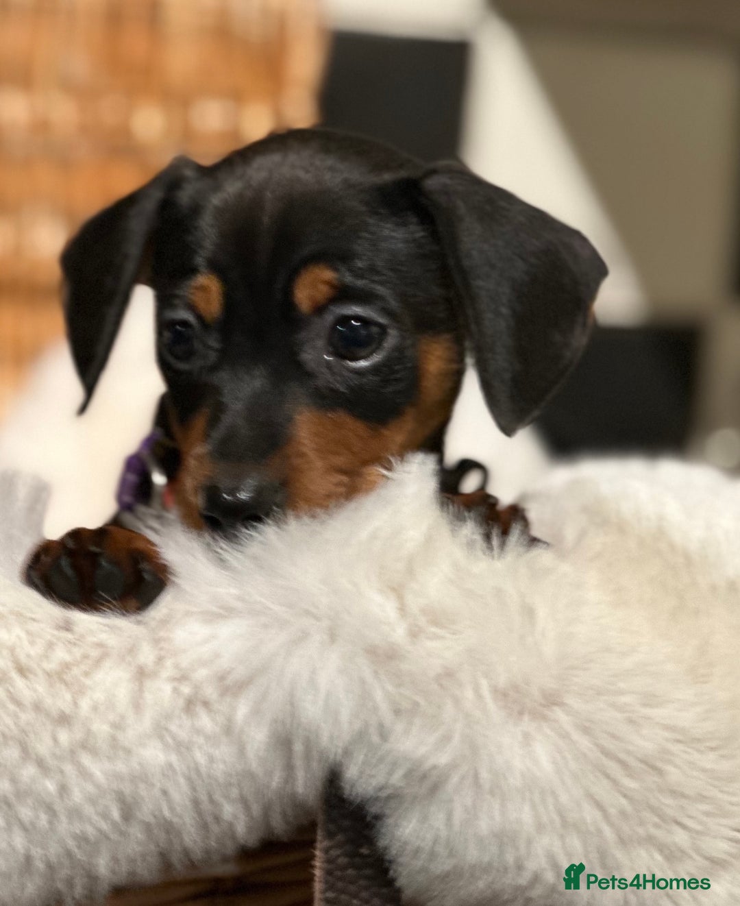 Mixed Breed dogs for sale: Stunning daxijacks ready now  - Image 15
