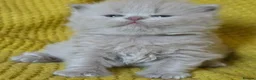 British Longhair cats for sale: TICA Registered British longhair kittens - Advert 6