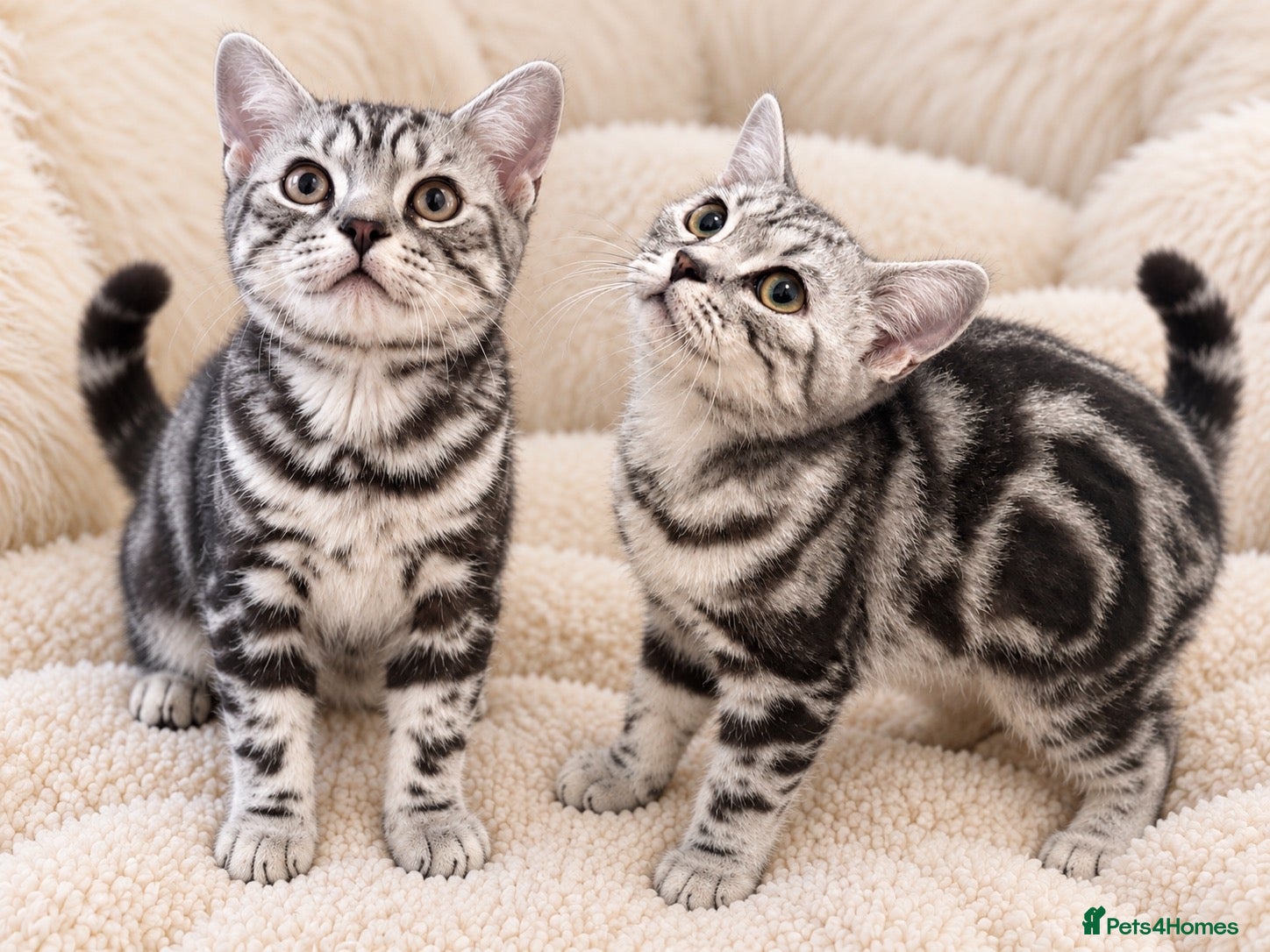 British Shorthair cats Stunning Silver BSH Kittens GCCF Champion Lines - Advert 1