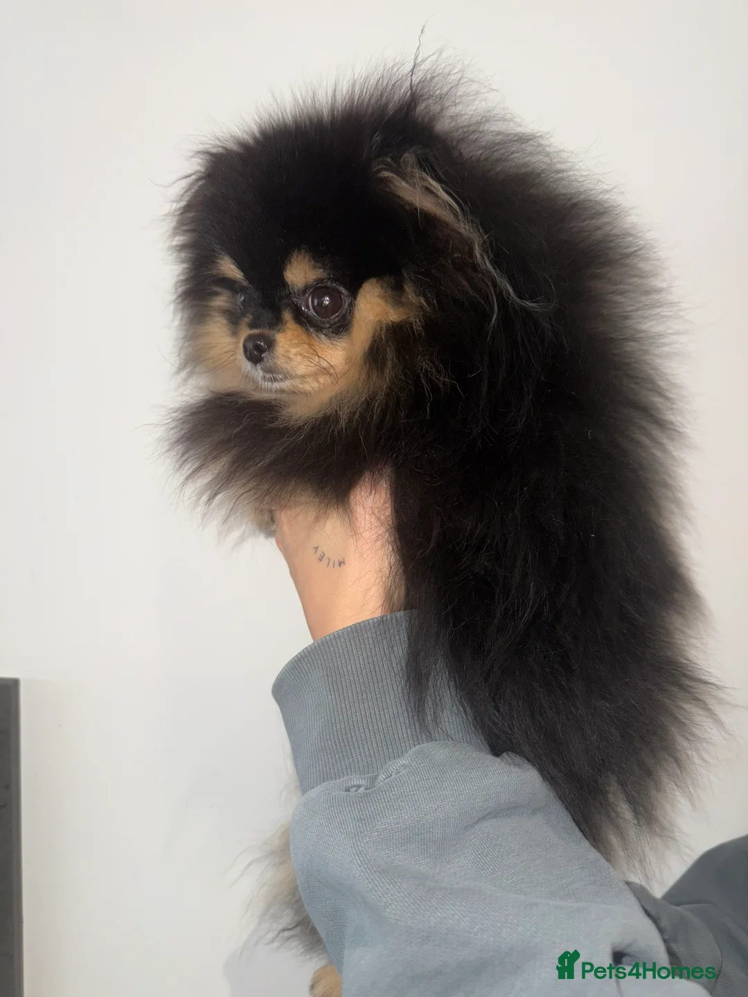 Pomeranian dogs for sale: 10 month old boy - Advert 5