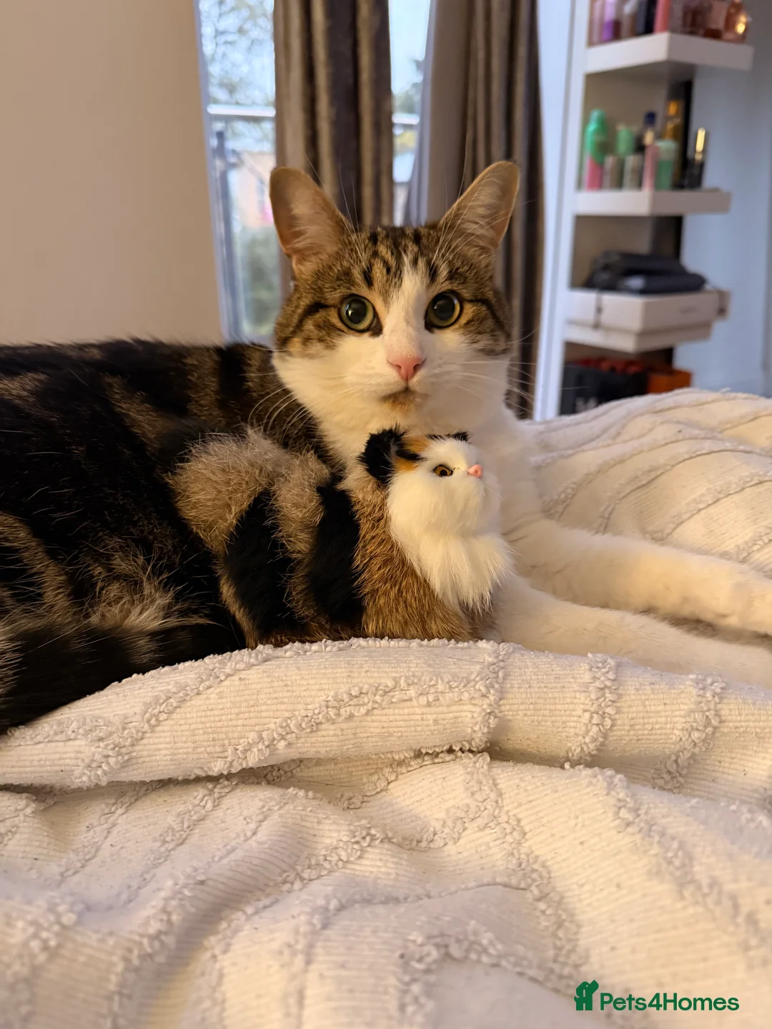 Domestic Shorthair cats for sale: Need rehoming ASAP - Advert 6