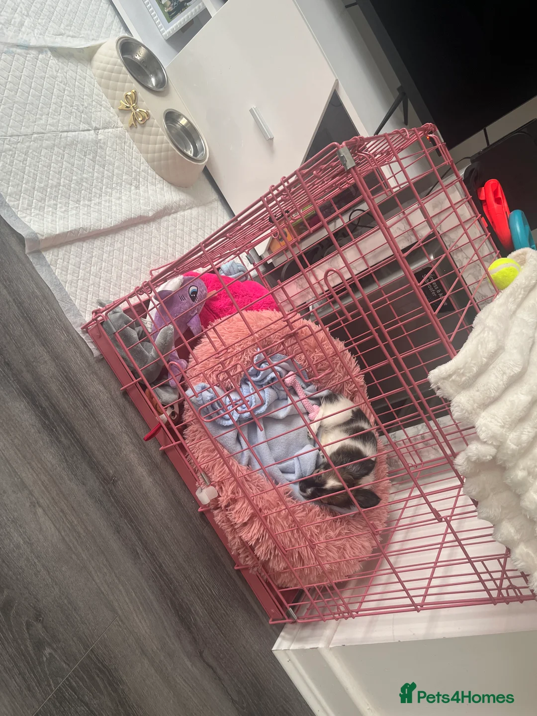 Chihuahua dogs for sale: long haired chihuahua puppy - Advert 6