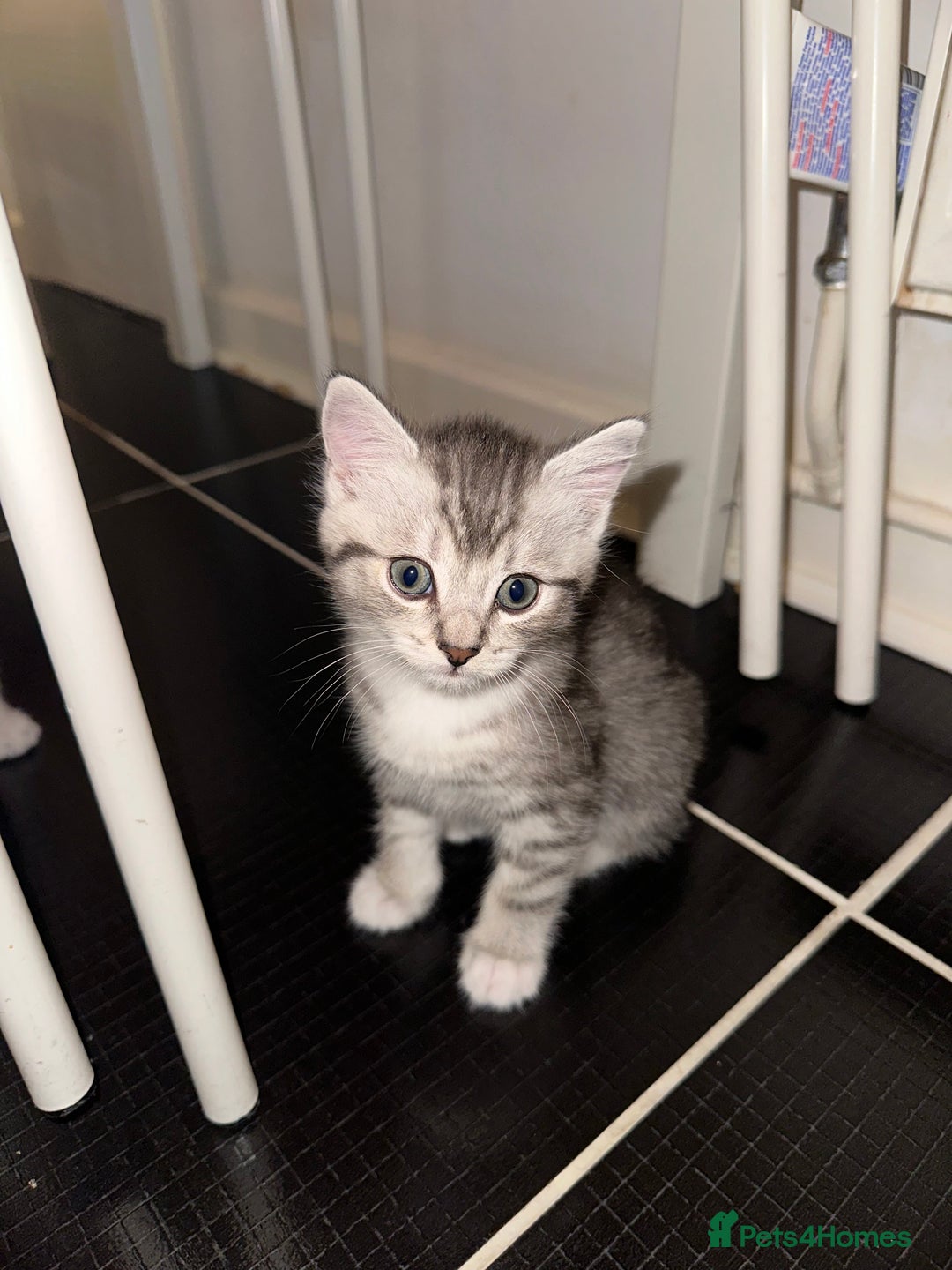 British Shorthair cats for sale: Male kitten - Image 5