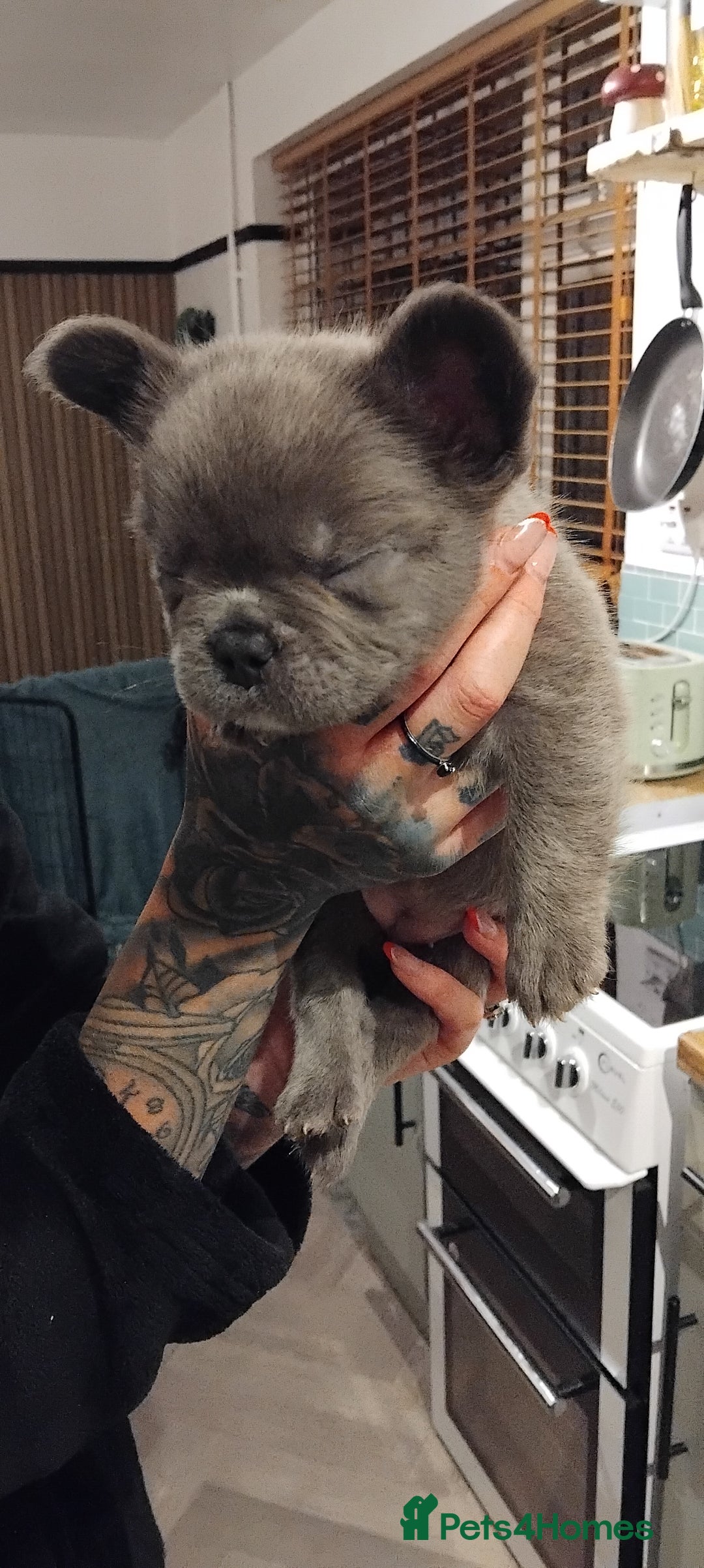 French Bulldog dogs for sale: French bulldog FLUFFY pups - Image 35