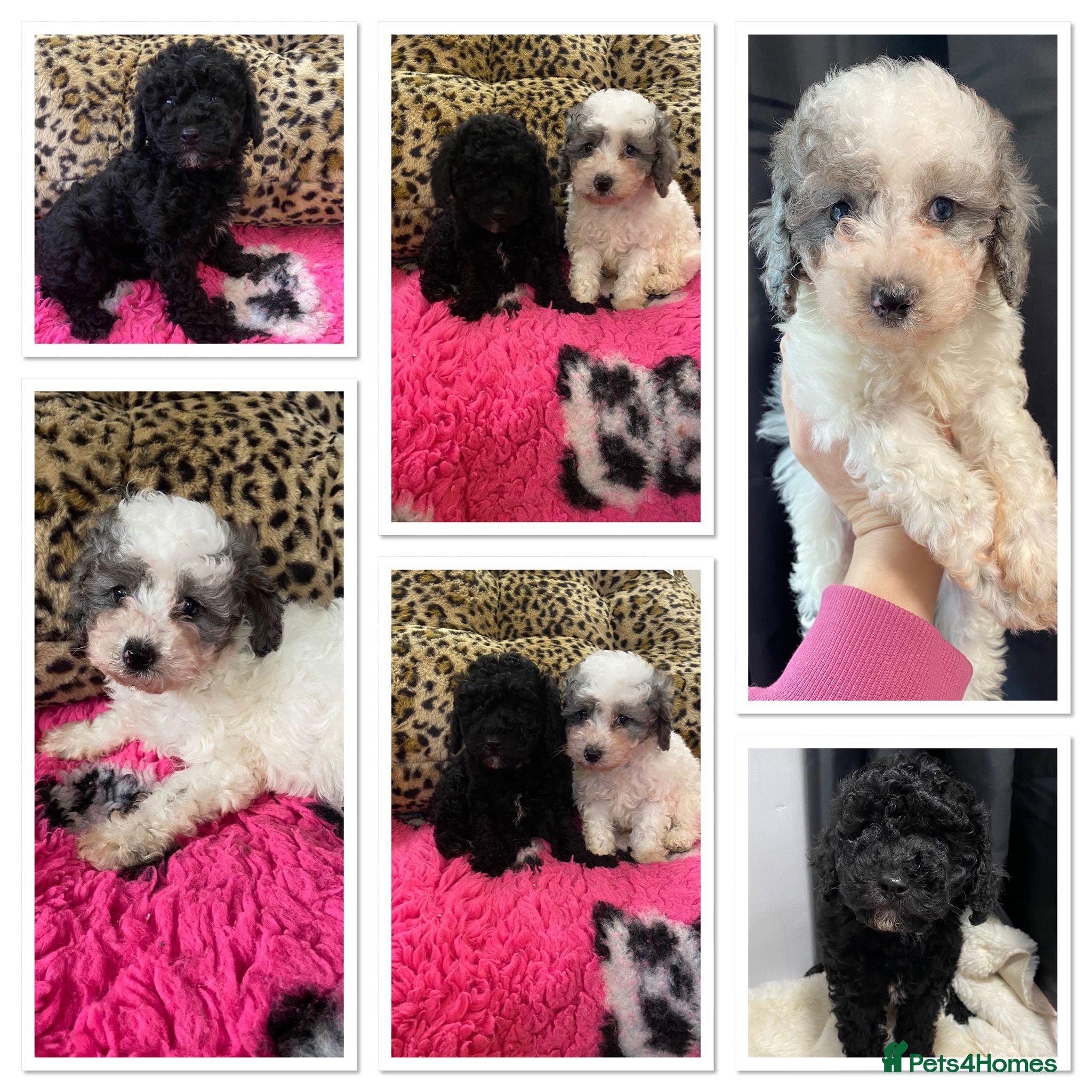 Cavapoo dogs Beautiful cavapoo puppies ready now - Advert 4