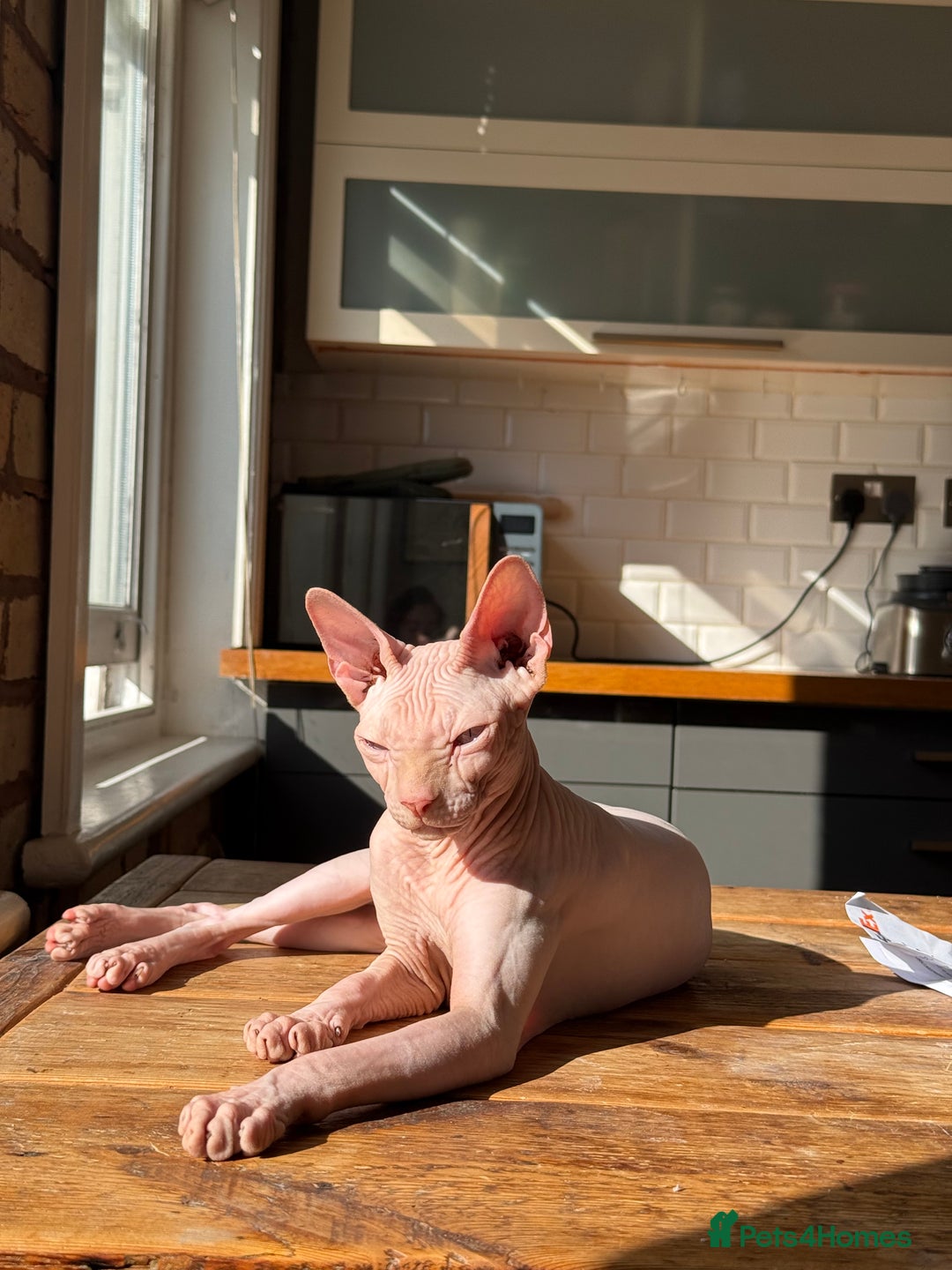 Sphynx cats for sale: Sphynx boy 2 years old  - Advert 4
