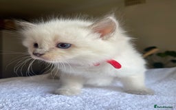 Ragdoll cats for sale: TICA registered pedigree Mink & blue point kittens - Image 10