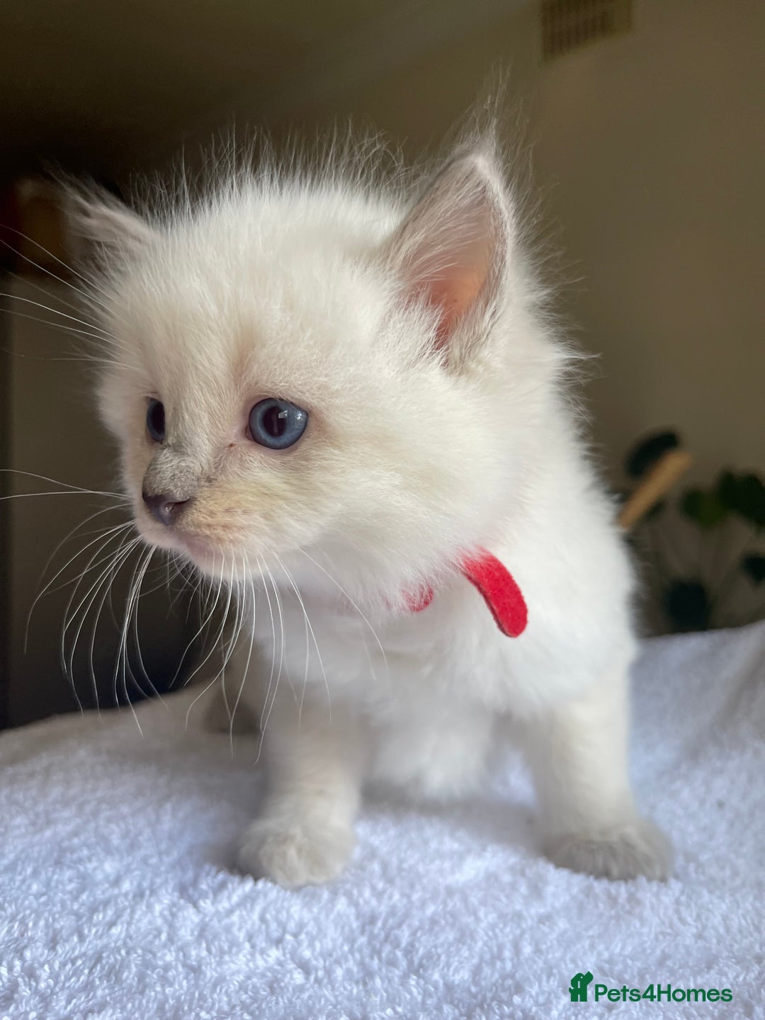 Ragdoll cats for sale: TICA registered pedigree Mink & blue point kittens - Image 10