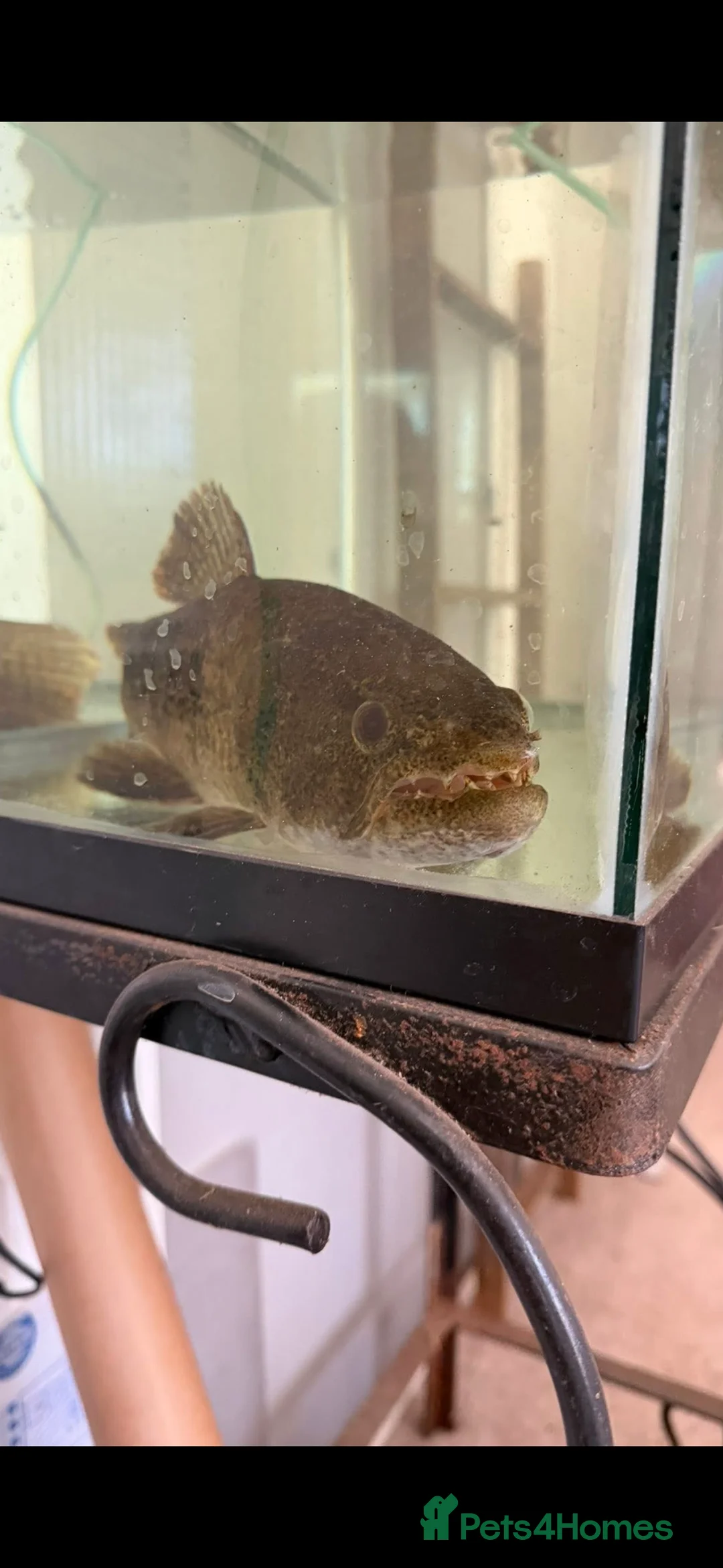 Other/Mixed Breed fish for sale: Mala wolffish 7 inches  - Advert 2