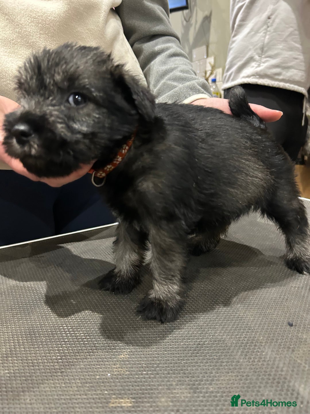 Schnauzer dogs for sale: KC reg health tested P/S standard schnauzers - Advert 8