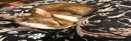 Netherland Dwarf rabbits for sale: Baby bunnies for sale  - Advert 9