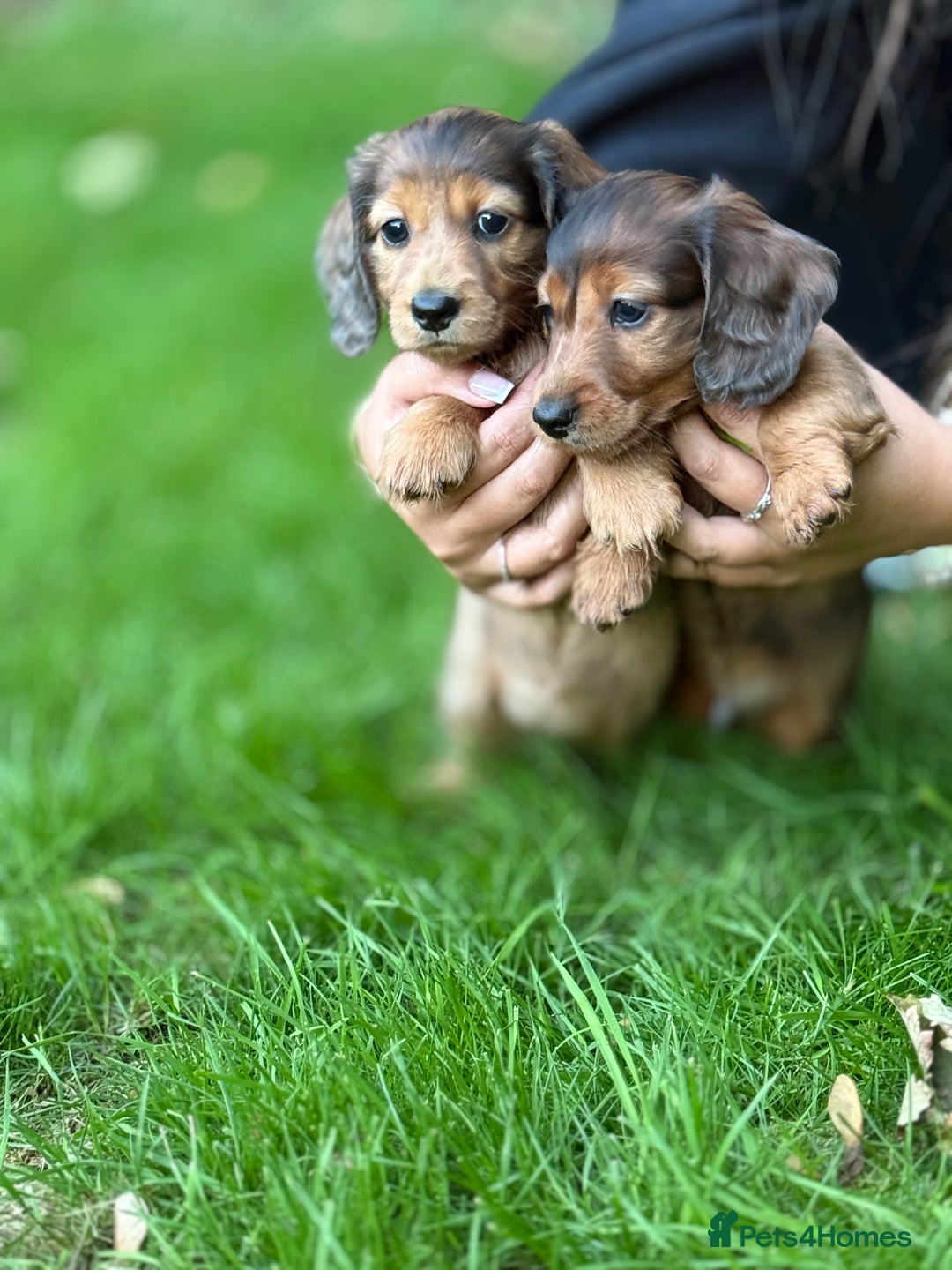 Miniature Dachshund dogs for sale: Mini long hair dapple dachshunds - Image 22