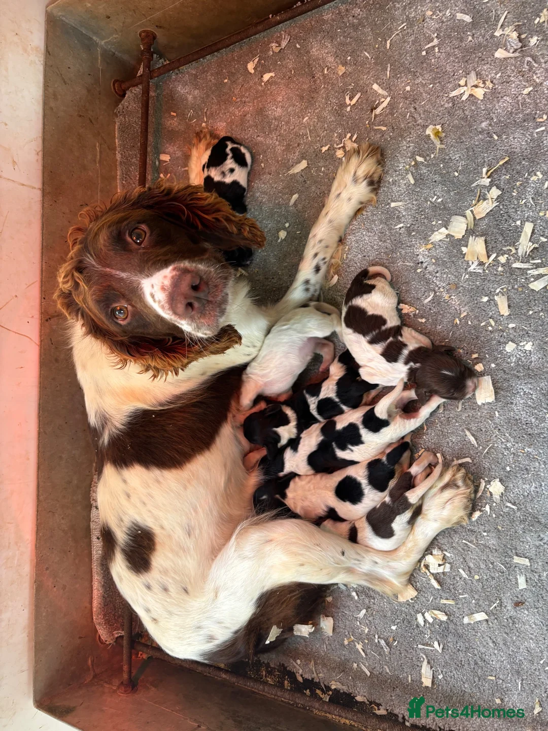English Springer Spaniel dogs for sale: Springer spaniel dog pup ready to go  - Advert 4