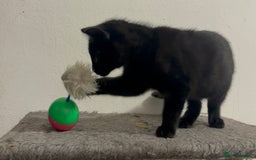 Mixed Breed cats for sale: 4 gorgeous kittens available now  - Image 7