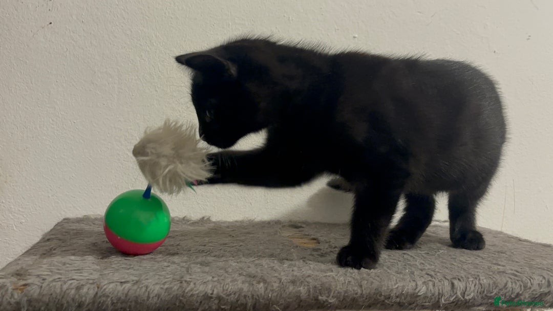 Mixed Breed cats for sale: 4 gorgeous kittens available now  - Image 7