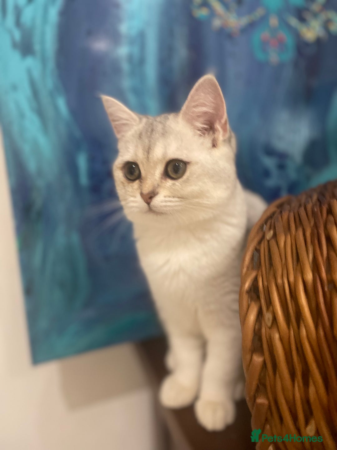 Scottish Fold cats for sale: Kittens 5  - Image 11