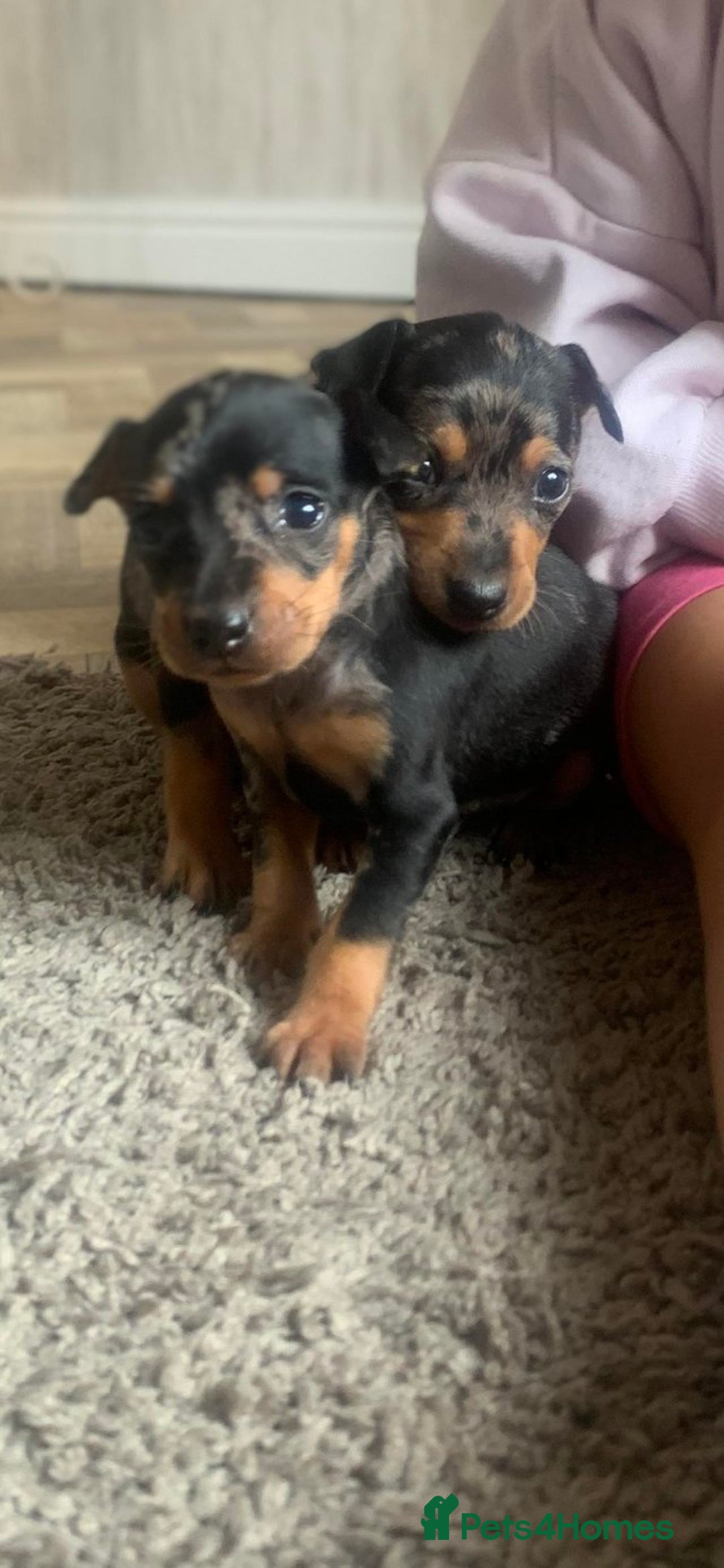 Miniature Pinscher dogs for sale: Extremely Rare  Black&Tan MERLE Min Pin Ready Now - Image 1