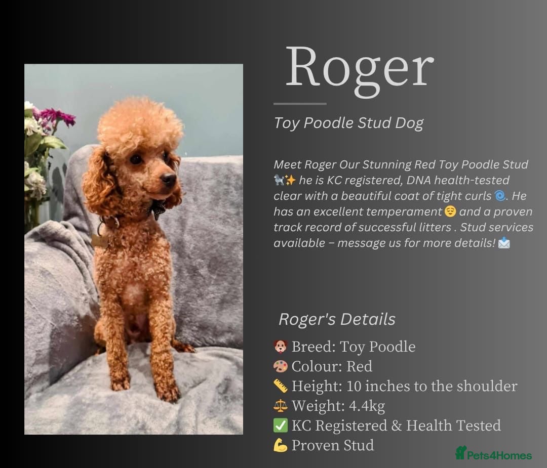 Cockapoo dogs for sale: LAST GIRL!!!!! F1 Cockapoo Puppies!!! - Advert 6